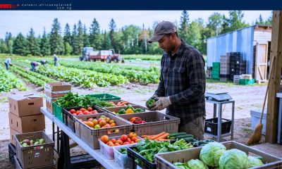Work For Foreigners: Harvest Worker Jobs With Sponsorship — Alberta