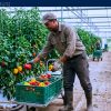 Farm Jobs in Canada with Sponsorship — Exeter, ON